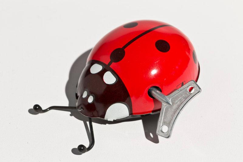 Marienkäfer rot
